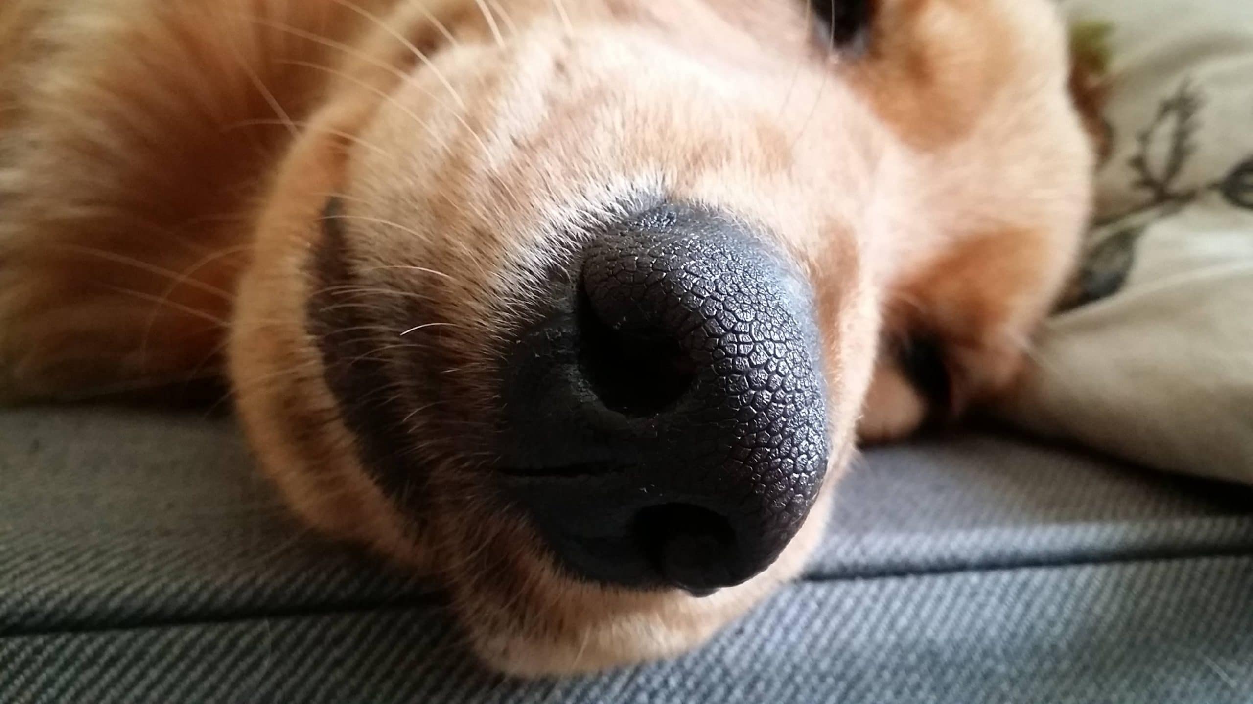 狗鼻子的秘密大盘点，快看看有哪些是你不知道的！