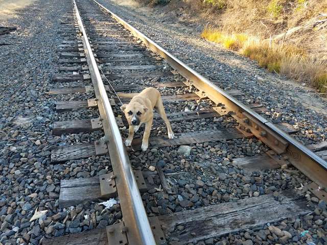A kutya felé sétált és látta, hogy a sínekhez van kötve