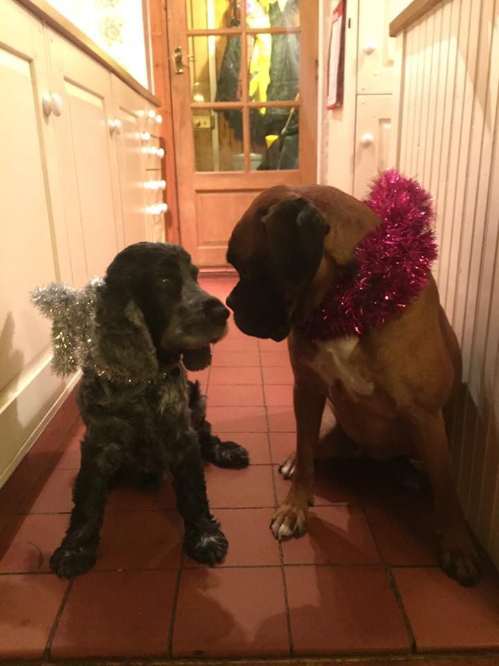 Szívbemarkoló dolgot tett ez a család, hogy még egyszer velük töltse a karácsonyt a beteg kutyájuk!