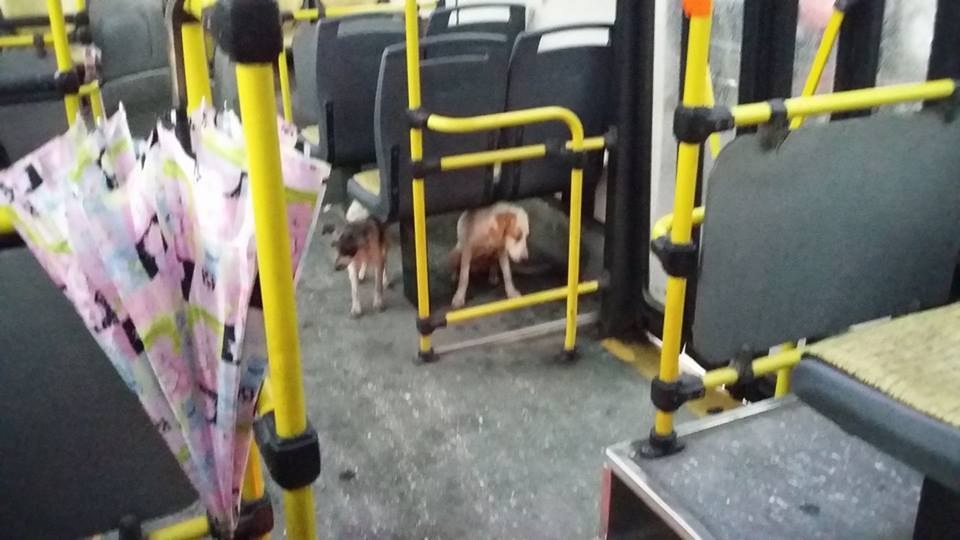 Hihetetlen! Felengedte a tomboló vihar elől menekülő kóbor kutyákat a buszra az állatbarát sofőr.