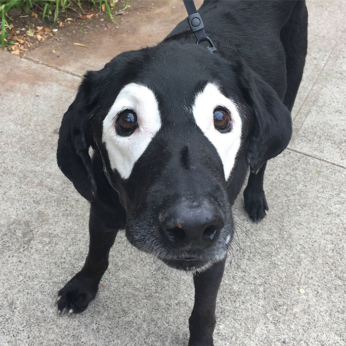 14 imádnivaló kutya, akinél nyomtatás közben kifogyott a festék!