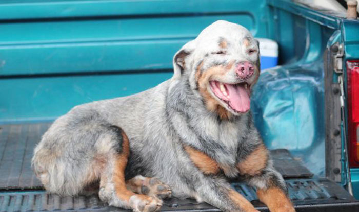 14 imádnivaló kutya, akinél nyomtatás közben kifogyott a festék!