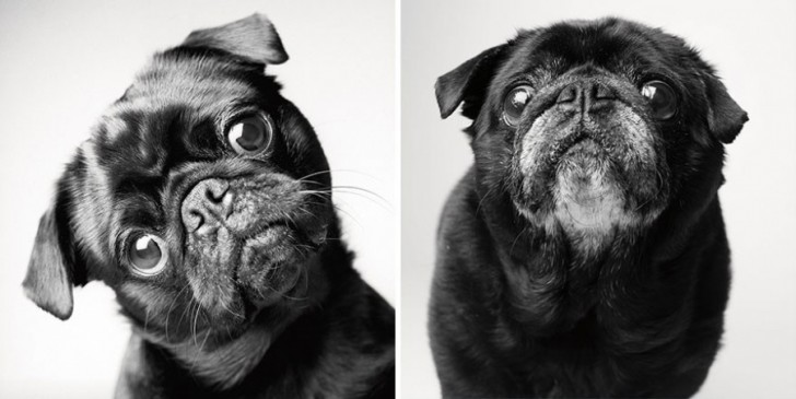Így öregszenek meg a kutyák: egy izgalmas fotósorozat, amely a szívedbe markol!