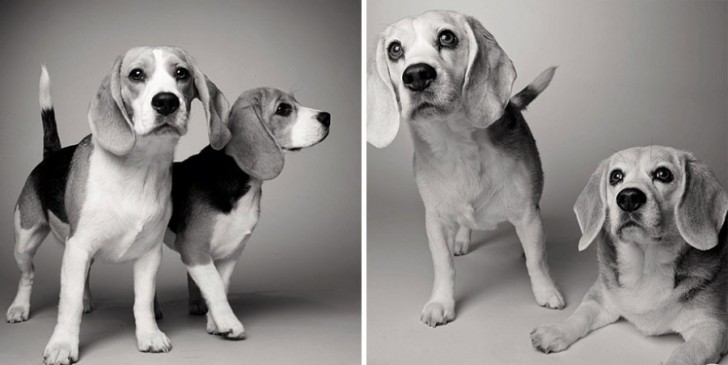 Így öregszenek meg a kutyák: egy izgalmas fotósorozat, amely a szívedbe markol!
