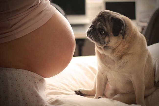 19 kutya, akik alig várják hogy a kisbaba megszülessen!