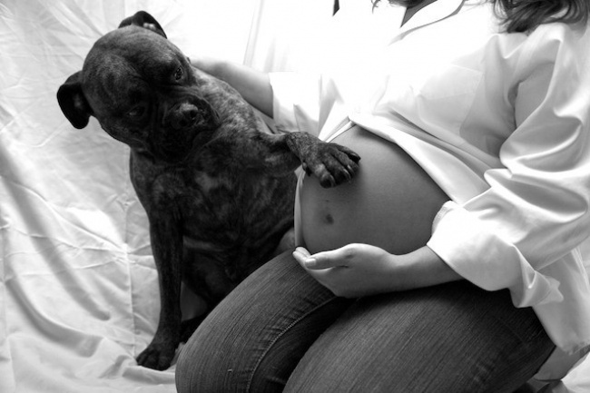 19 kutya, akik alig várják hogy a kisbaba megszülessen!