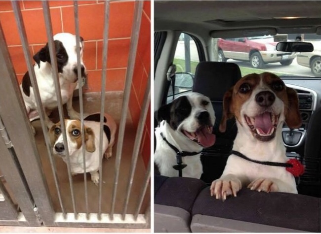 12 előtte és utána fotó kutyákról, akiket elhoztak a menhelyről!