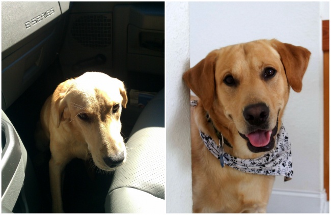 12 előtte és utána fotó kutyákról, akiket elhoztak a menhelyről!
