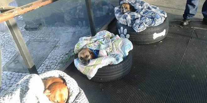 Három kóbor kutya aludt éjjel abuszmegállóban. Az ott dolgozók megható dolgot tesznek!