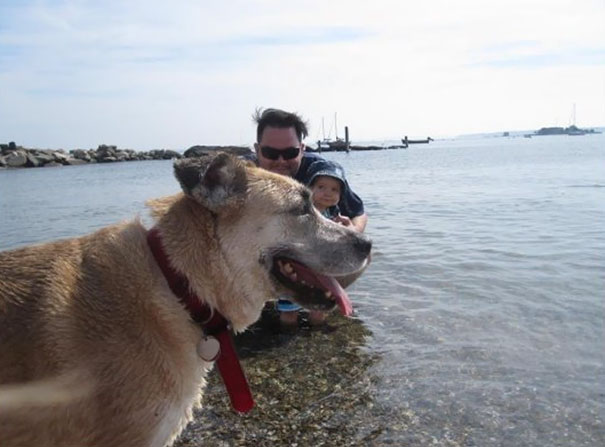 13 kutya, aki a legjobb pillanatban szabotálta a családi fotókat