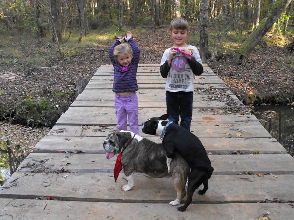 13 kutya, aki a legjobb pillanatban szabotálta a családi fotókat