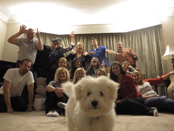 13 kutya, aki a legjobb pillanatban szabotálta a családi fotókat