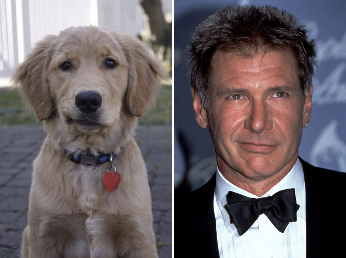 14 kutya, akik megszólalásig hasonlítanak egy hírességre10