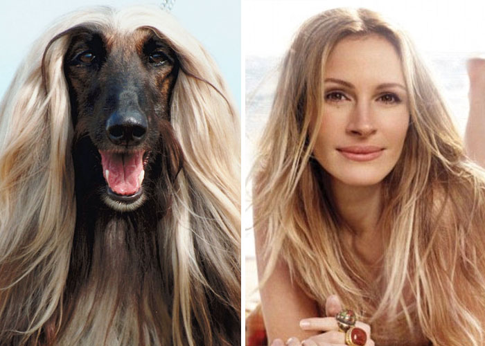14 kutya, akik megszólalásig hasonlítanak egy hírességre13
