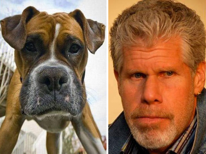 14 kutya, akik megszólalásig hasonlítanak egy hírességre4