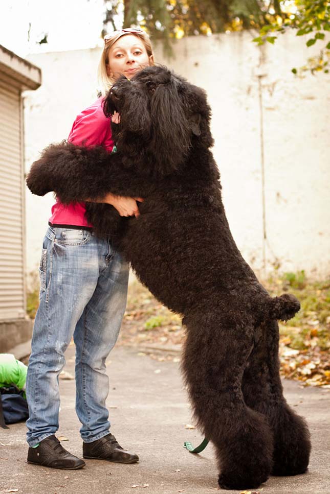 15 hatalmasra nőtt kutya