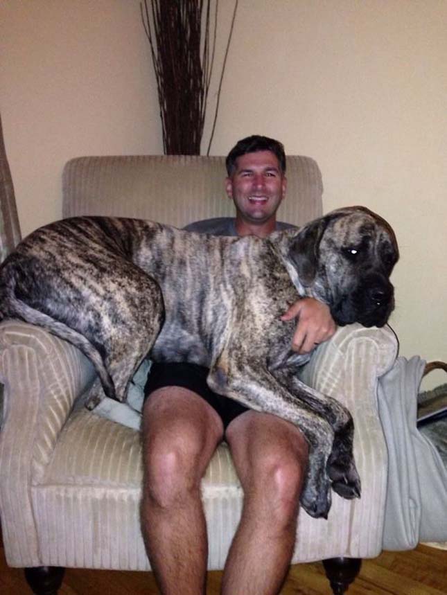 15 hatalmasra nőtt kutya