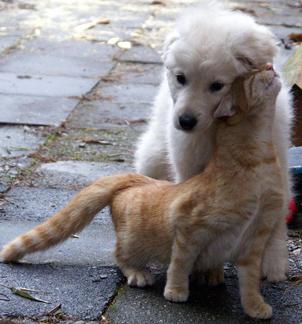 19 bizonyíték, hogy nem is olyan ritka a kutya-macska barátság