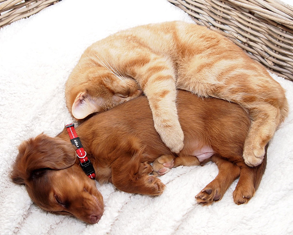 19 bizonyíték, hogy nem is olyan ritka a kutya-macska barátság