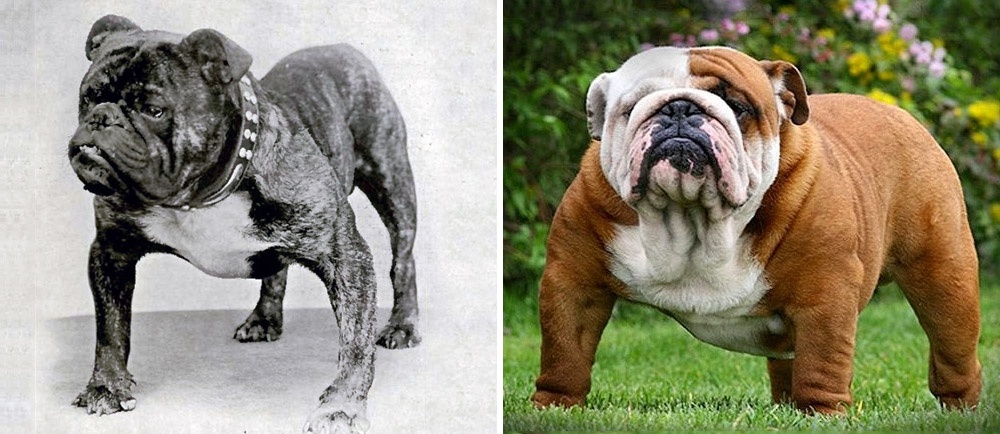 Így változtak meg a kutyafajták 100 év alatt. Elképesztő képsorok!
