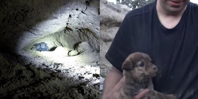 A férfi 8 kiskutyát talál a barlangban. De ezután még egy meglepő dolgot felfedez!