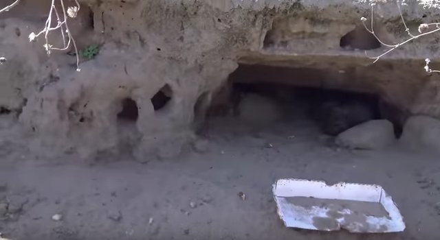 A férfi 8 kiskutyát talál a barlangban
