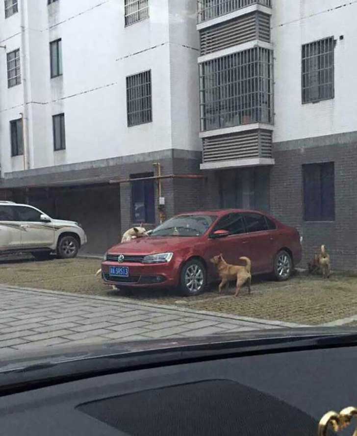 A kutya elfoglalta a férfi parkolóhelyét, ezőrt ő belerúg az állatba. Az eb reakciója eszméletlen!