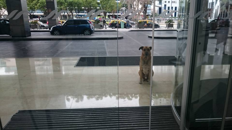 A kutya fél éven keresztül minden nap a hotel előtt ült