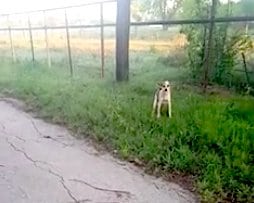 Egy elhagyott sánta kutya sír az út szélén