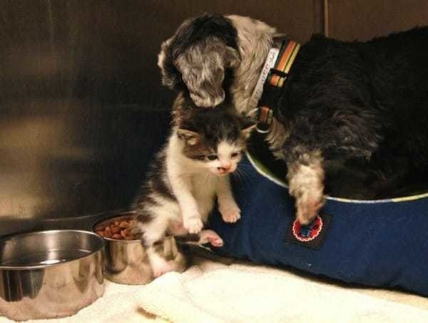 Egy hajléktalan kutya ápolja ezt az elhagyatott kiscicát