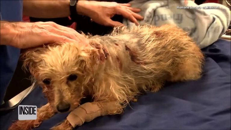 Egy szörnyeteg 19-szer szúrt meg egy kutyát