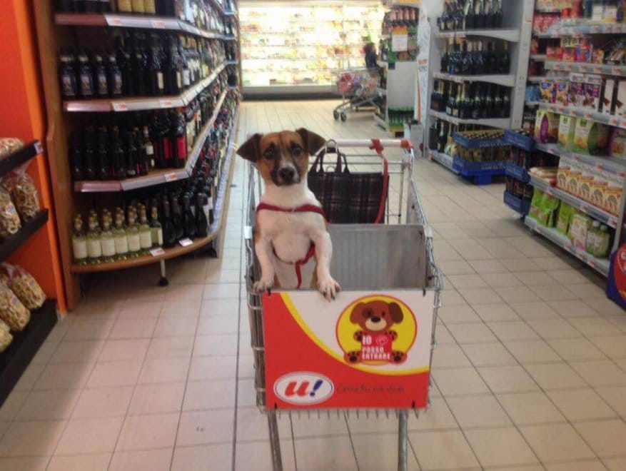 Ennek a szupermarketnek elege lett a kikötött kutyákból