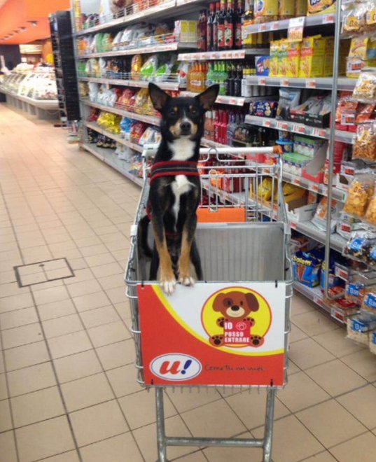 Ennek a szupermarketnek elege lett a kikötött kutyákból