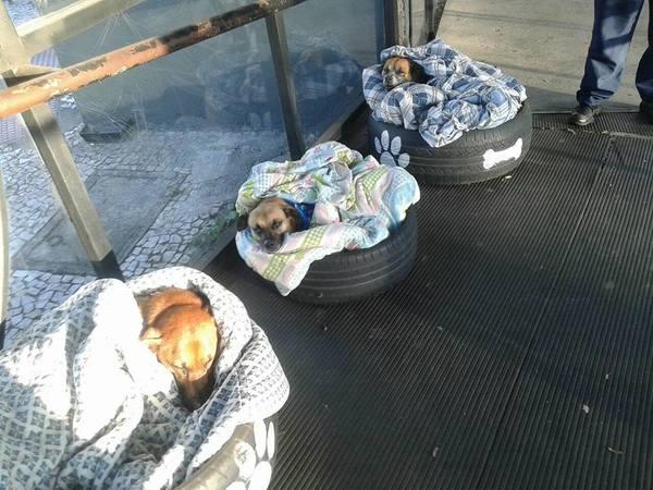 Három kóbor kutya aludt éjjel abuszmegállóban
