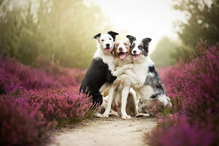 Lélegzetelállító fotósorozatot készített a kutyákról a 19 éves fényképész1