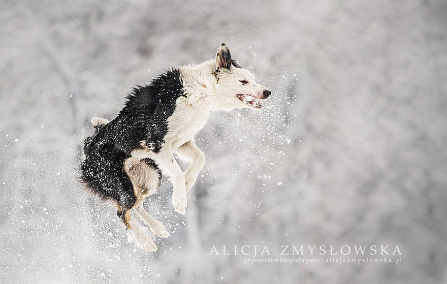Lélegzetelállító fotósorozatot készített a kutyákról a 19 éves fényképész10