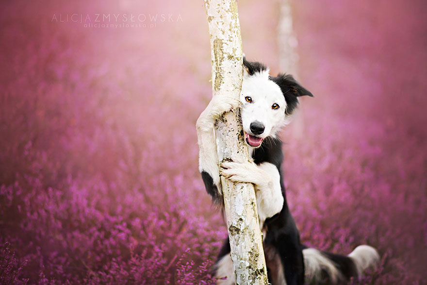 Lélegzetelállító fotósorozatot készített a kutyákról a 19 éves fényképész12