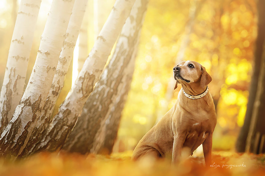 Lélegzetelállító fotósorozatot készített a kutyákról a 19 éves fényképész13