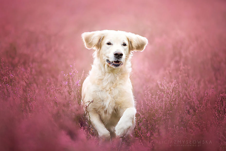 Lélegzetelállító fotósorozatot készített a kutyákról a 19 éves fényképész14