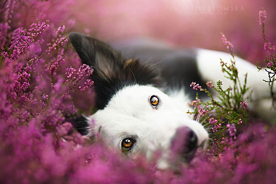 Lélegzetelállító fotósorozatot készített a kutyákról a 19 éves fényképész4