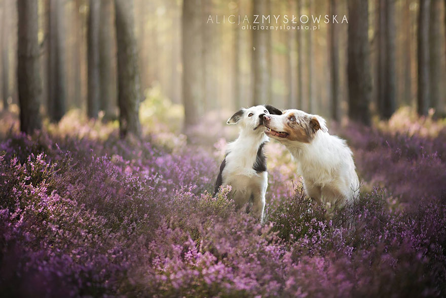 Lélegzetelállító fotósorozatot készített a kutyákról a 19 éves fényképész7