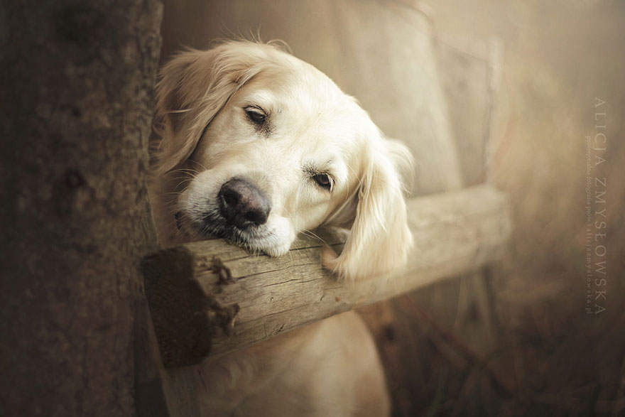 Lélegzetelállító fotósorozatot készített a kutyákról a 19 éves fényképész9