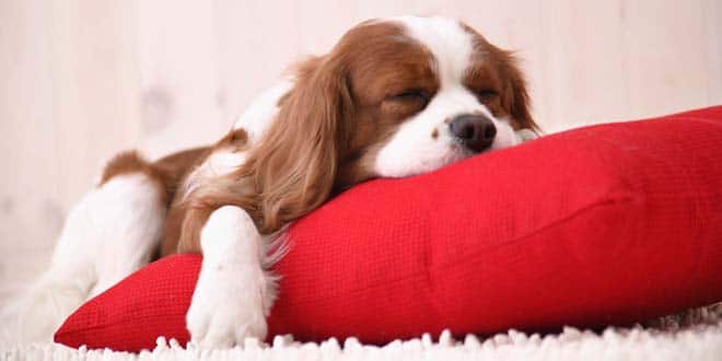 Milyen pózban alszik a kutyád Ezt árulja el a személyiségéről!