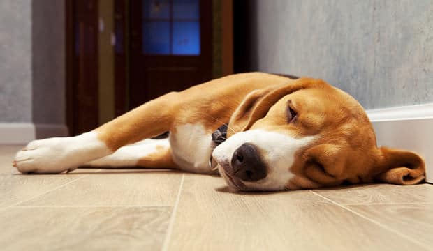 Milyen pózban alszik a kutyád