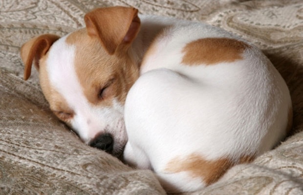 Milyen pózban alszik a kutyád