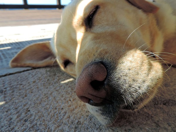 Minden nap egy rejtélyes kutya látogatja házát, majd elalszik. Aztán ezt az üzenetet találja nyakörvén2