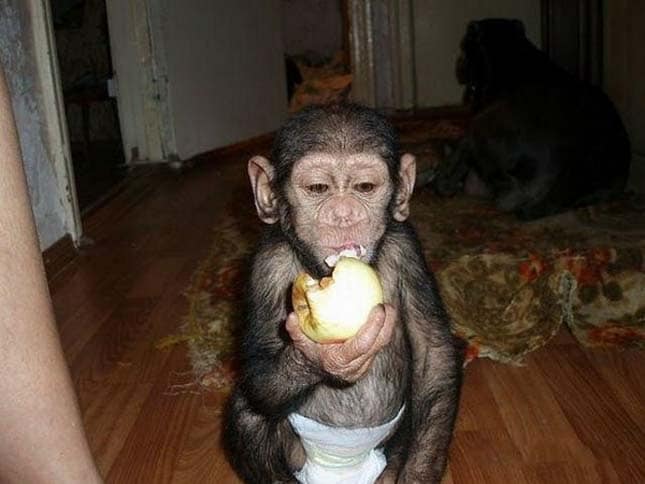 adoptalt-csimpanz-10