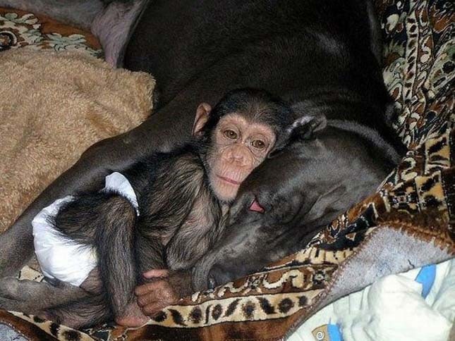 adoptalt-csimpanz-5
