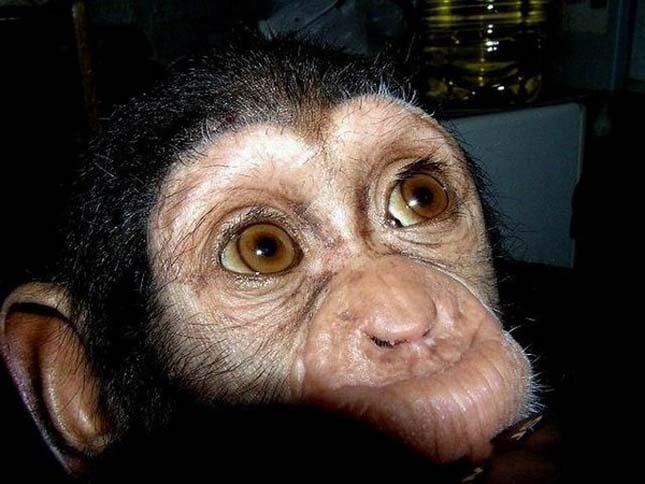 adoptalt-csimpanz-7