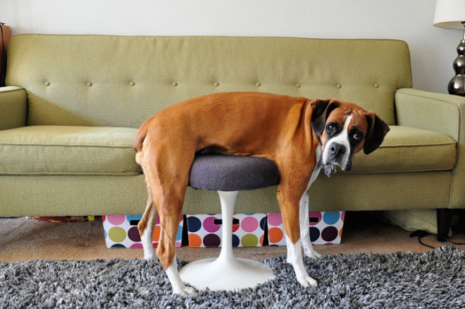 11 kutya, akiknek fogalmuk sincs a bútorok használatáról. Az utolsó mindent visz!